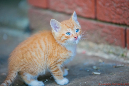 Cat - paws, face, pretty, cute, animals, beautiful, cat, sleeping, kitty, cats, kitten, hat, lovely, cat face