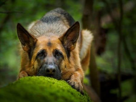 German shepherd - animal, pretty, cute, animals, beautiful, sweet, puppy, puppys, dogs, lovely, dog