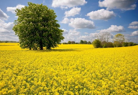 * Yellow field * - flowers, field, flower, nature