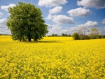 * Yellow field *