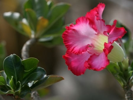 Desert Flower - pink, magical, desert, rose, flower