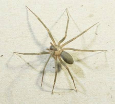 VERY NASTY SPIDER. - ANIMAL, SPIDER, CREEPY, STANDING