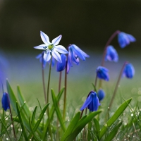 Blue Bell Flowers