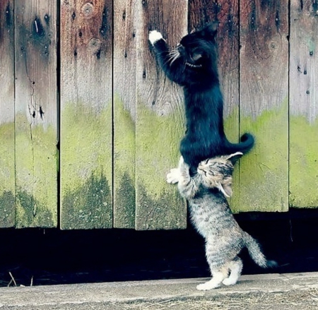 A little higher, Bro.. - fence, cats, funny, gray, black, pushing