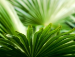 Tropical Leaves