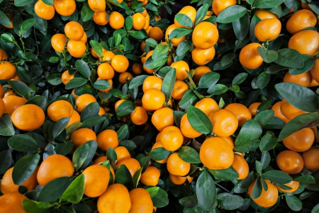 ♥Oranges♥ - fresh, oranges, fruits, leaves