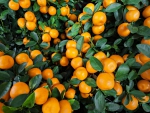 ♥Oranges♥