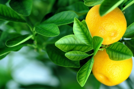 ♥Oranges♥ - fresh, oranges, fruits, leaves