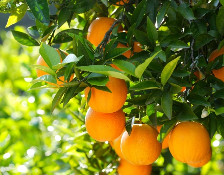 ♥Oranges♥ - fresh, oranges, fruits, leaves