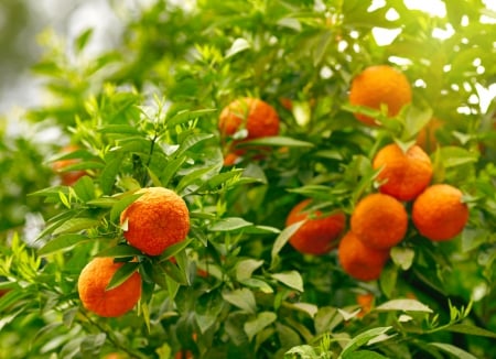 ♥Oranges♥ - oranges, fruits, tree, leaves