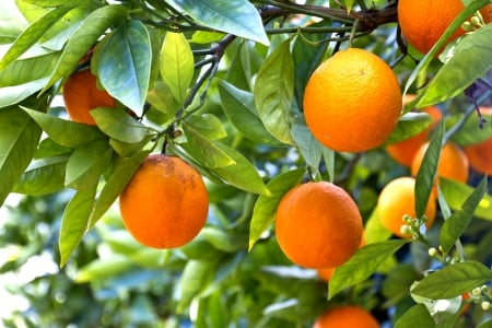 â™¥Orangesâ™¥ - leaves, tree, fruits, oranges