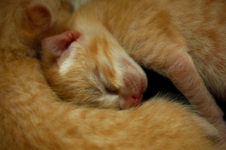 Cat - paws, face, pretty, cute, animals, beautiful, cat, sleeping, kitty, cats, kitten, hat, lovely, cat face