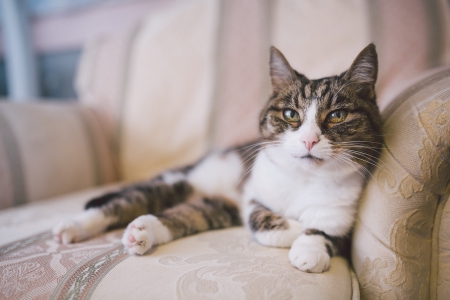 Cat - paws, face, pretty, cute, animals, beautiful, cat, sleeping, kitty, cats, kitten, hat, lovely, cat face