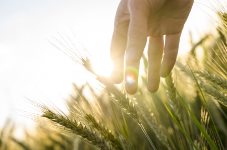 * Touch the nature * - feeling, touch, hand, nature, grass, field