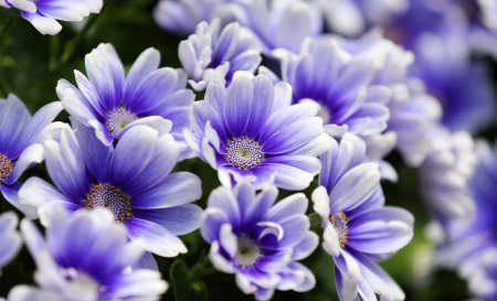 * For Angel Andreea * - flowers, blue, tender, petals, softness