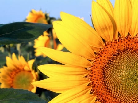 Sunflowers - nature, flowers, flower, beautiful