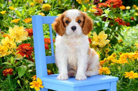 Dog on blue chair - pretty, cute, beautiful, flowers, sweet, puppy, fragrance, adorable, chair, garden, freshness, scent, yard, park, dog