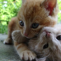 sweet kitties