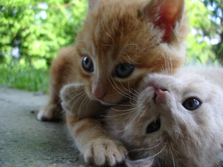 sweet kitties - cats, kitty, cute, nice, friends, photography, sweet, hugs