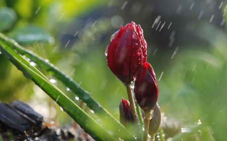 Red tulips - beauty, red, rain, photography, beautiful, flowers, lovely, stunning