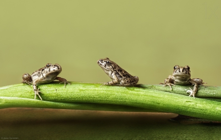 3 Frogs - green, tree, cute, frog