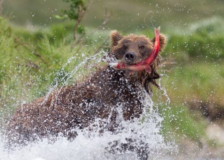 Got it - brown, bear, water, fishing, fish, catch