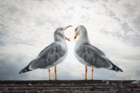 Health tjek - seagull, seabird, skies, bird