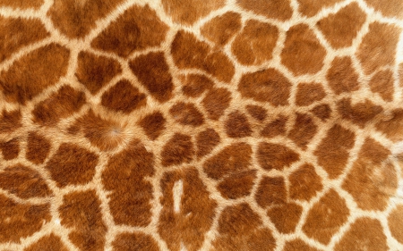 Skin - abstract, skin, spot, pattern, fur, animal, giraffe, texture, print