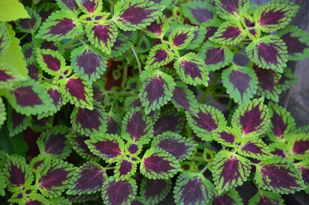 coleus - garden, leaves, plants, nature