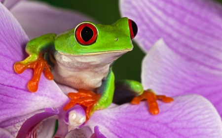 â™¥ - frog, white, red eyes, macro, pink, animal, orange, green, flower