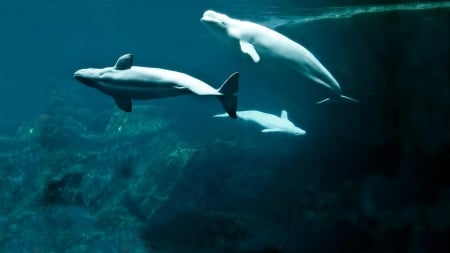 Beluga Whales - nature, technology, whales, other, animals