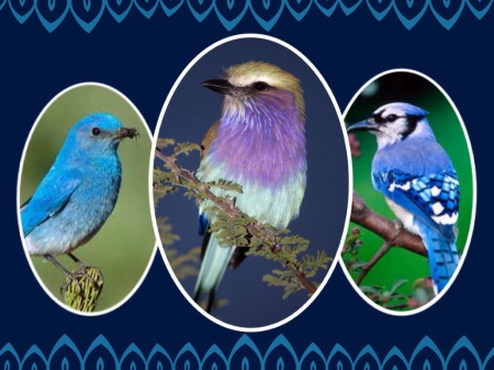 Three Little Birds - Blue, Birds, Little, Three