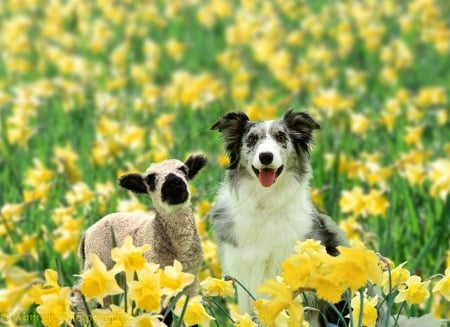 Dog and lamb - field, spring, daffodils, lamb, dog