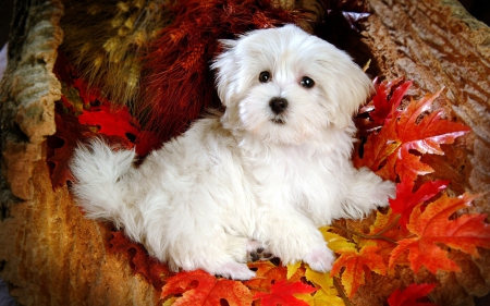 Fluffy little dog - autumn, puppy, pretty, dog, levels