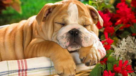 cute puppy - puppy, animals, dog, flowers, cute