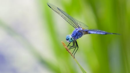 Dragonfly - blue, animals, dragonfly, wings