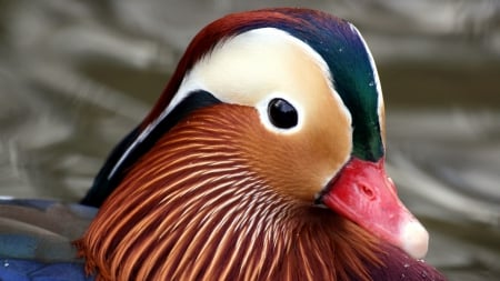 MANDARIN DUCK - east asian, duck, mandarrin, animals