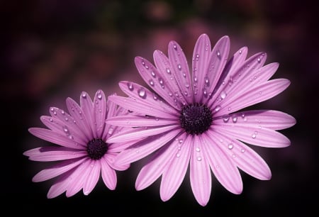 Daisies - daisies, flowers, flower, purple