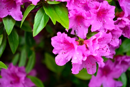 Spring Awakening - springtime, spring awakening, spring flowers, pink flowers, purple flowers