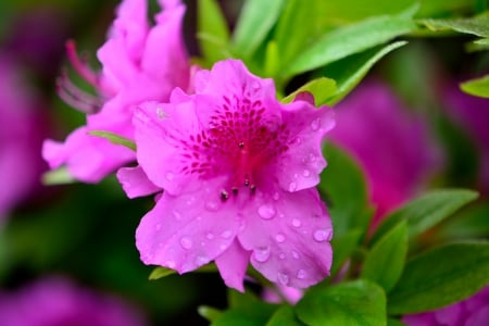 Rain Soaked Flower - Rain Soaked Flower, purple flowers, rain on flowers, spring rain