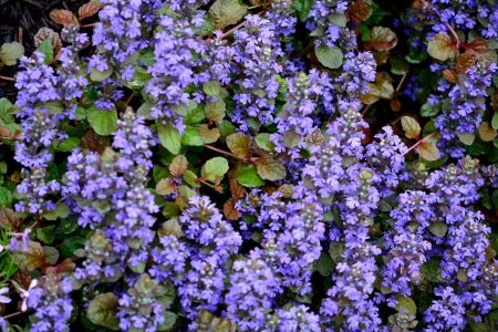 The Growing Season - spring flowers, rain, spring, blossom, the growing season