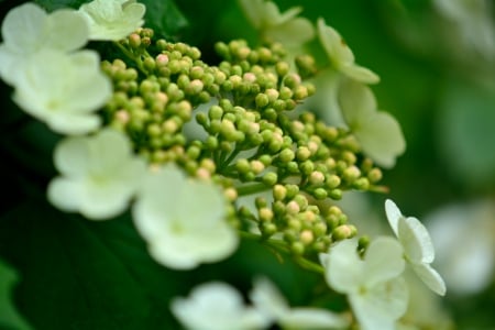 Spring Blossom - white flowers, spring bloom, budding flower, spring blossom, springtime