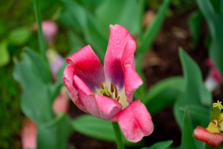 Spring Soaked Flower - spring rain, spring flower, Spring Soaked Flower, springtime, rain on a flower