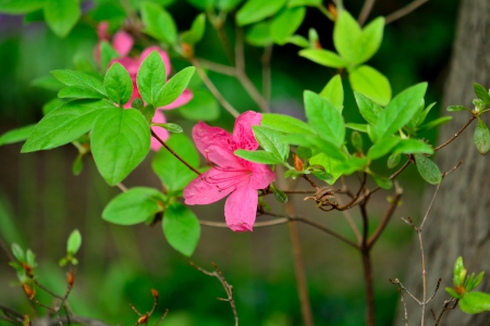 Lonely Little Flower - lonely, little flower, red flower, Lonely Little Flower, pink flower