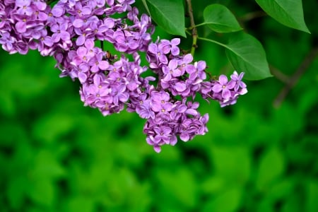 The Sights Of Spring - purple, beautiful spring, scenic spring, the sights of spring, purple flowers, spring scene