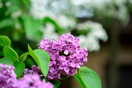 Pretty Purple Spring - purple, spring flowers, pretty purple spring, purple flowers