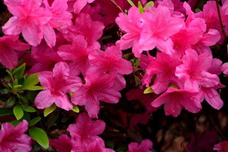 Simply Beautiful - spring flowers, Simply Beautiful, beautiful flowers, gorgeous flowers, pink flowers