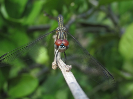 Dragonfly Close Up - nature, wings, insect, face, dragonfly