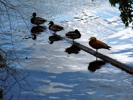 1,2,3,4...Ducks - nature, ducks, lake, animals, birds