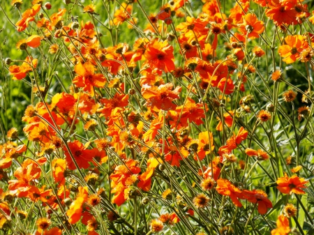 Wild Flowers - flowers, field, wild, amazing, nature